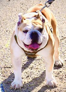 Cats & dogs benefit at shot day