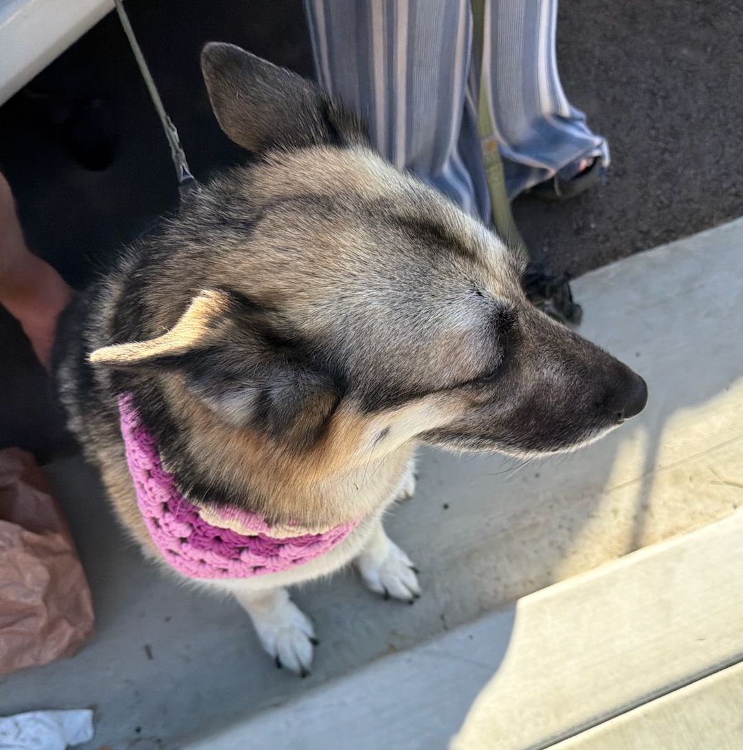 A dog enjoys a Concerts by the Sea night at Harbor View Park