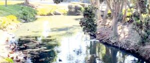 Bubbling Springs Park permitting underway in Port Hueneme