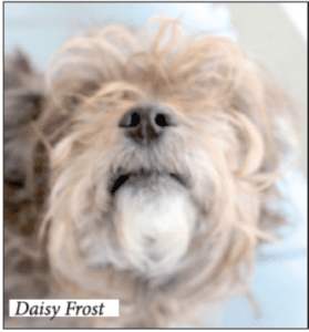 Frosted Thoughts