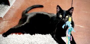 Meet Simba and Kiki loveable and friendly