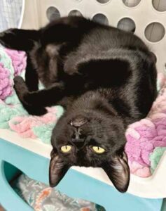 'Snuggle Buddy' Raven searches for home