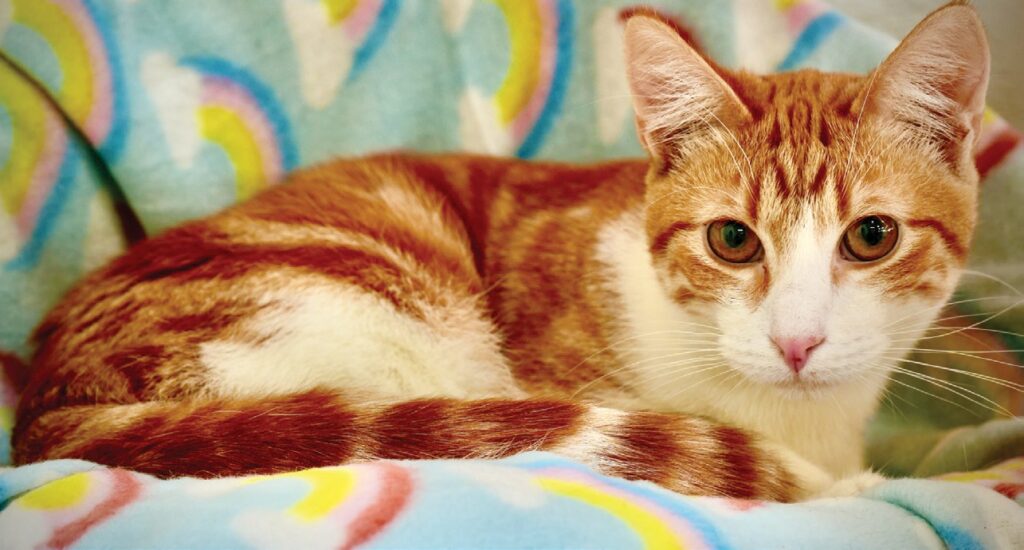 Cassie's Cats celebrates amazing 2024