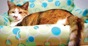 Pepper and Charlotte are shy Kitties ready to blossom