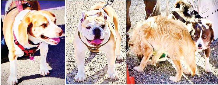 Marina Animal Hospital delivers loving care