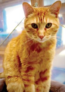 Link is a friendly happy Kitty ready for his furrever home