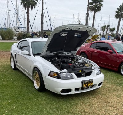Mustangs Rule Harbor